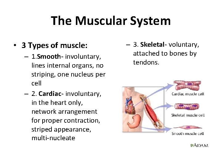 The Muscular System • 3 Types of muscle: – 1. Smooth- involuntary, lines internal The Muscular System • 3 Types of muscle: – 1. Smooth- involuntary, lines internal