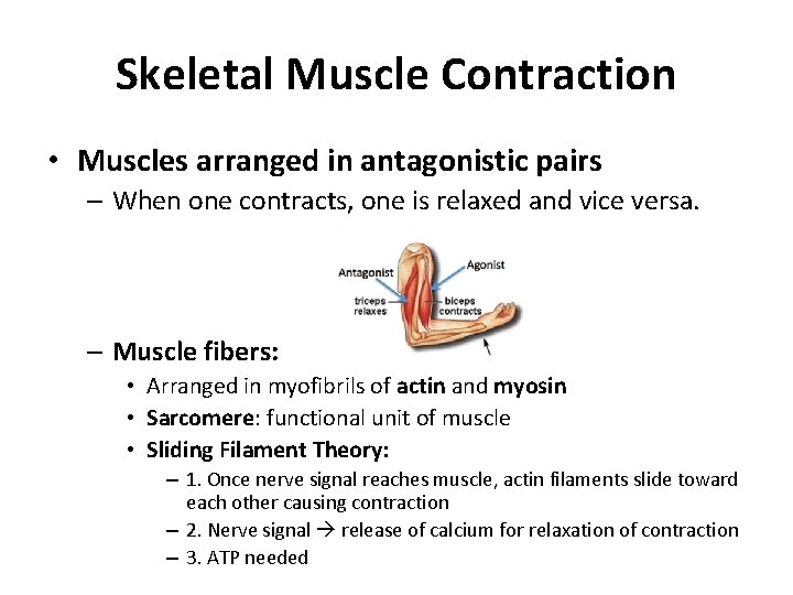 Skeletal Muscle Contraction • Muscles arranged in antagonistic pairs – When one contracts, one Skeletal Muscle Contraction • Muscles arranged in antagonistic pairs – When one contracts, one