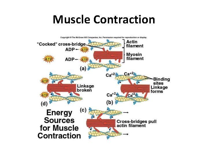 Muscle Contraction Muscle Contraction