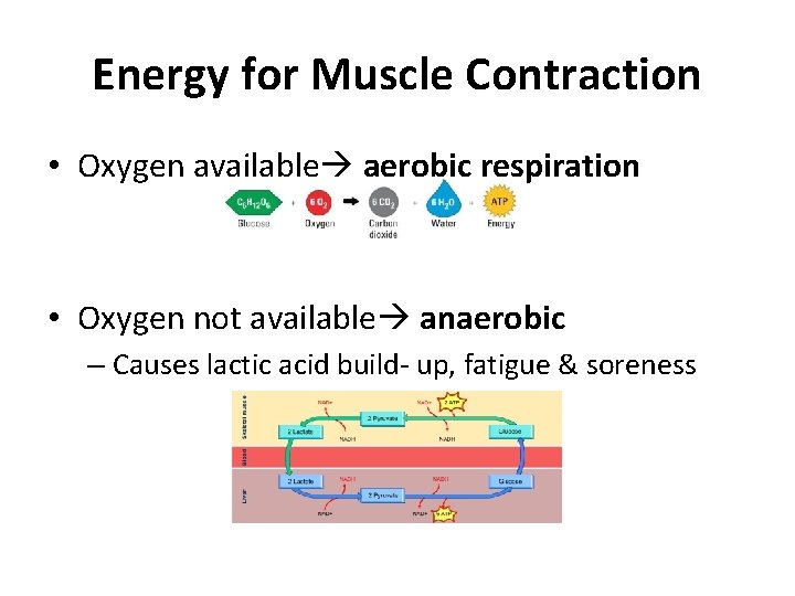 Energy for Muscle Contraction • Oxygen available aerobic respiration • Oxygen not available anaerobic Energy for Muscle Contraction • Oxygen available aerobic respiration • Oxygen not available anaerobic