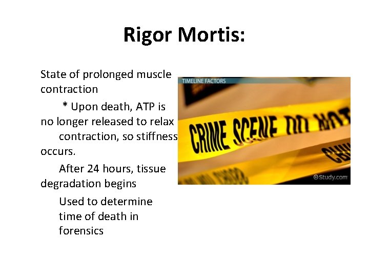 Rigor Mortis: State of prolonged muscle contraction * Upon death, ATP is no longer Rigor Mortis: State of prolonged muscle contraction * Upon death, ATP is no longer