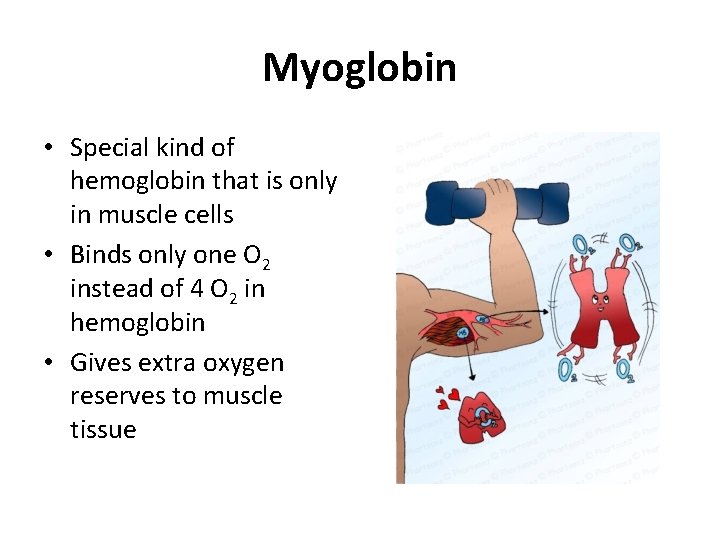 Myoglobin • Special kind of hemoglobin that is only in muscle cells • Binds Myoglobin • Special kind of hemoglobin that is only in muscle cells • Binds