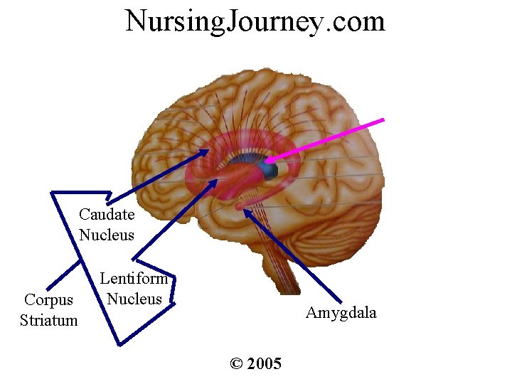 Nursing. Journey. com Caudate Nucleus Corpus Striatum Lentiform Nucleus Amygdala © 2005 
