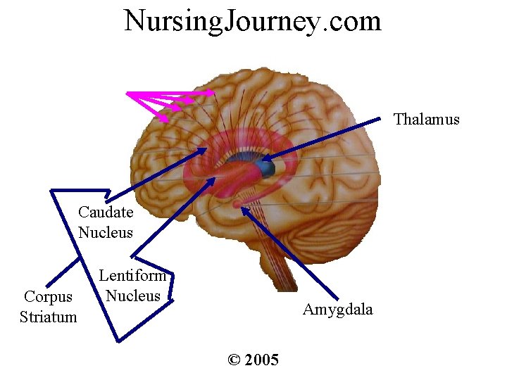 Nursing. Journey. com Thalamus Caudate Nucleus Corpus Striatum Lentiform Nucleus Amygdala © 2005 