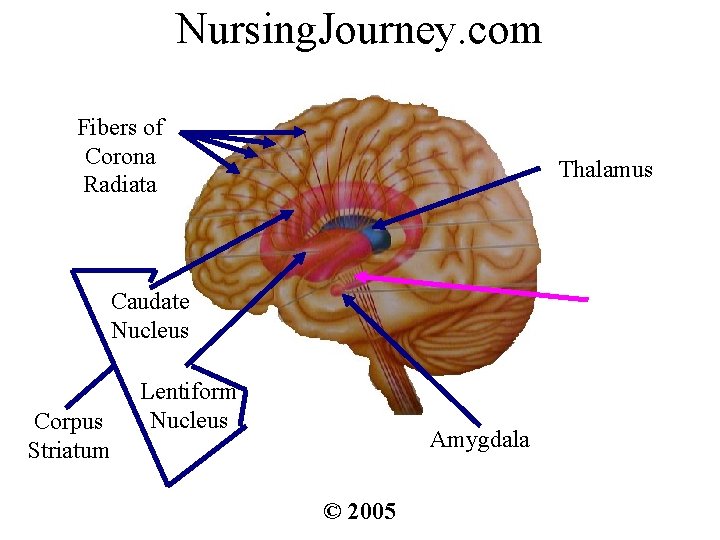 Nursing. Journey. com Fibers of Corona Radiata Thalamus Caudate Nucleus Corpus Striatum Lentiform Nucleus