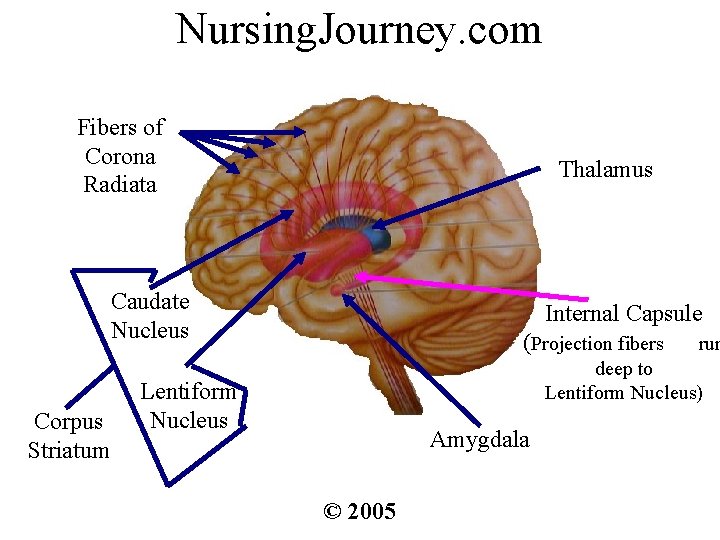 Nursing. Journey. com Fibers of Corona Radiata Thalamus Caudate Nucleus Corpus Striatum Internal Capsule