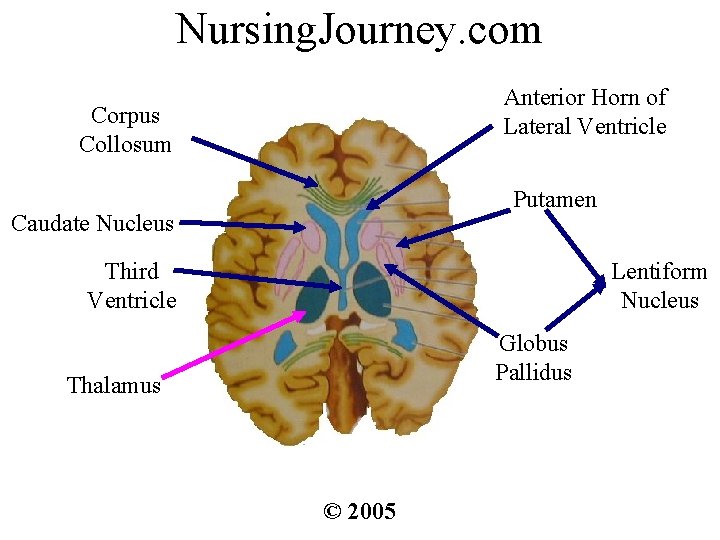 Nursing. Journey. com Anterior Horn of Lateral Ventricle Corpus Collosum Putamen Caudate Nucleus Third