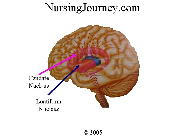 Nursing. Journey. com Caudate Nucleus Lentiform Nucleus © 2005 