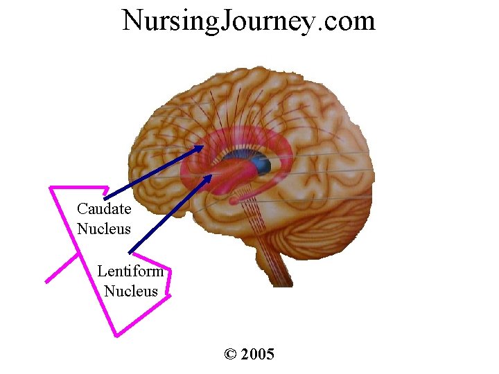 Nursing. Journey. com Caudate Nucleus Lentiform Nucleus © 2005 
