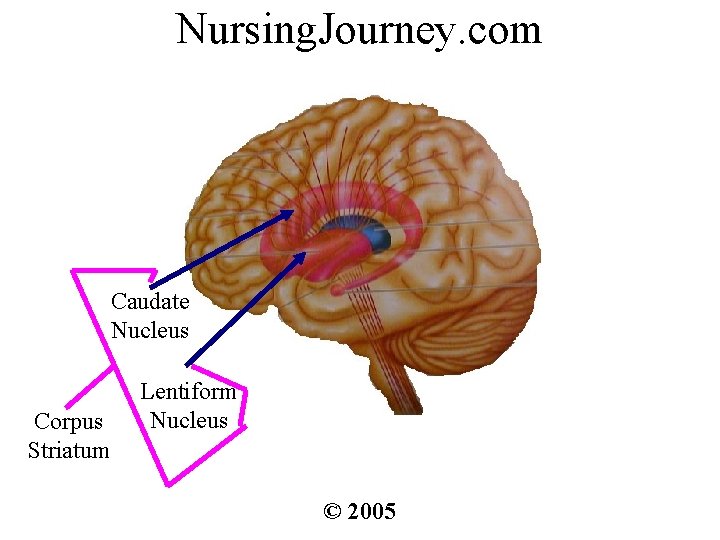 Nursing. Journey. com Caudate Nucleus Corpus Striatum Lentiform Nucleus © 2005 