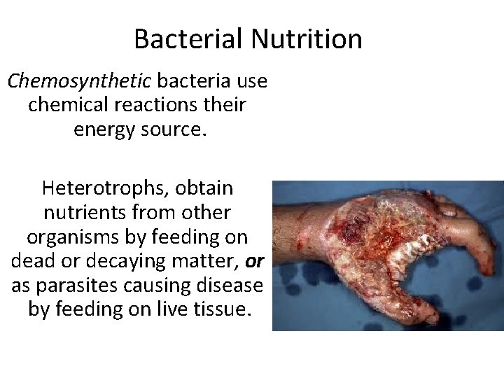 Bacterial Nutrition Chemosynthetic bacteria use chemical reactions their energy source. Heterotrophs, obtain nutrients from