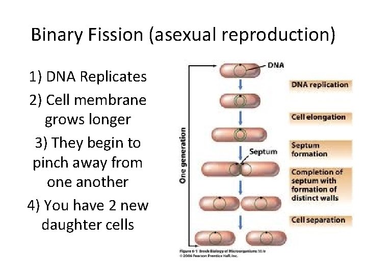 Binary Fission (asexual reproduction) 1) DNA Replicates 2) Cell membrane grows longer 3) They
