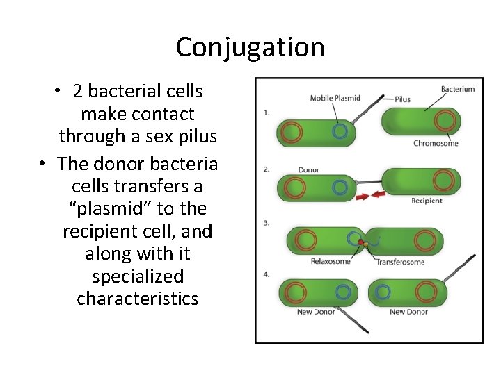 Conjugation • 2 bacterial cells make contact through a sex pilus • The donor