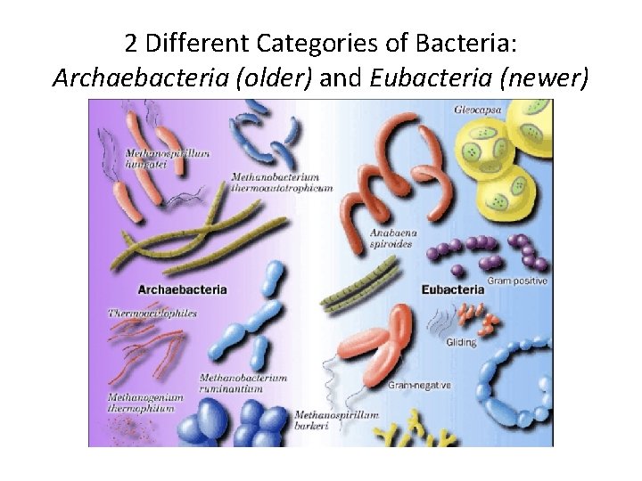 2 Different Categories of Bacteria: Archaebacteria (older) and Eubacteria (newer) 