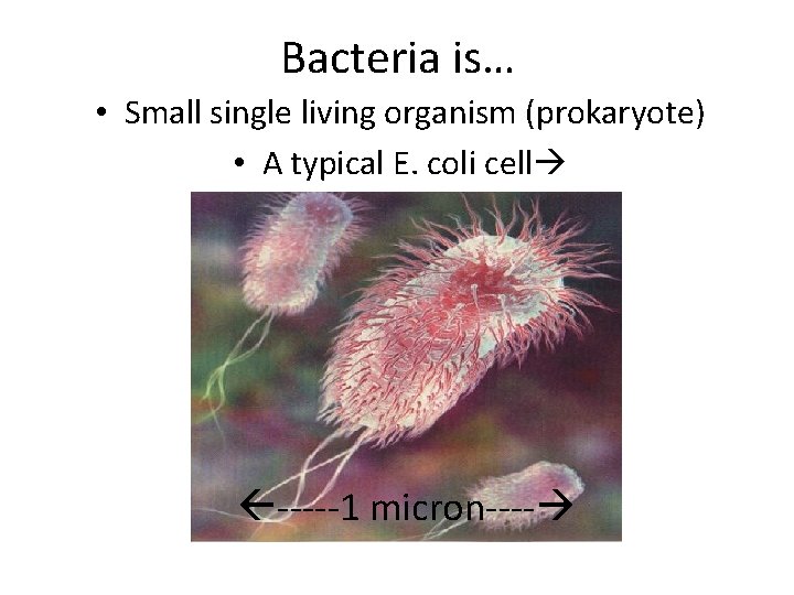 Bacteria is… • Small single living organism (prokaryote) • A typical E. coli cell