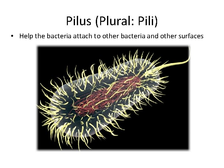 Pilus (Plural: Pili) • Help the bacteria attach to other bacteria and other surfaces
