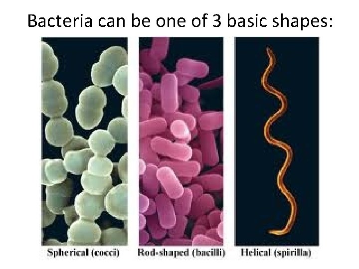 Bacteria can be one of 3 basic shapes: 