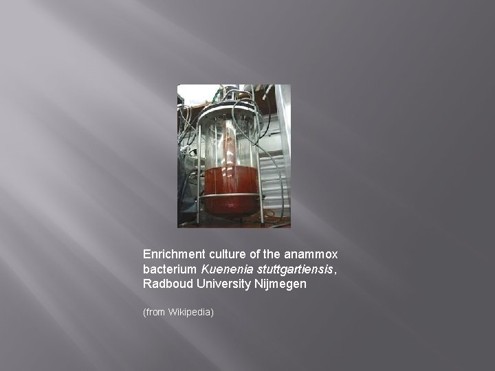 Enrichment culture of the anammox bacterium Kuenenia stuttgartiensis, Radboud University Nijmegen (from Wikipedia) 