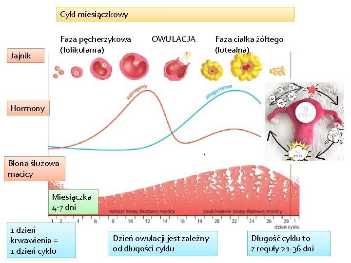 Cykl miesiączkowy Faza pęcherzykowa (folikularna) Jajnik OWULACJA Faza ciałka żółtego (lutealna) Hormony Błona śluzowa