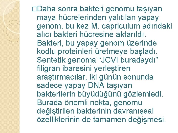 �Daha sonra bakteri genomu taşıyan maya hücrelerinden yalıtılan yapay genom, bu kez M. capriculum