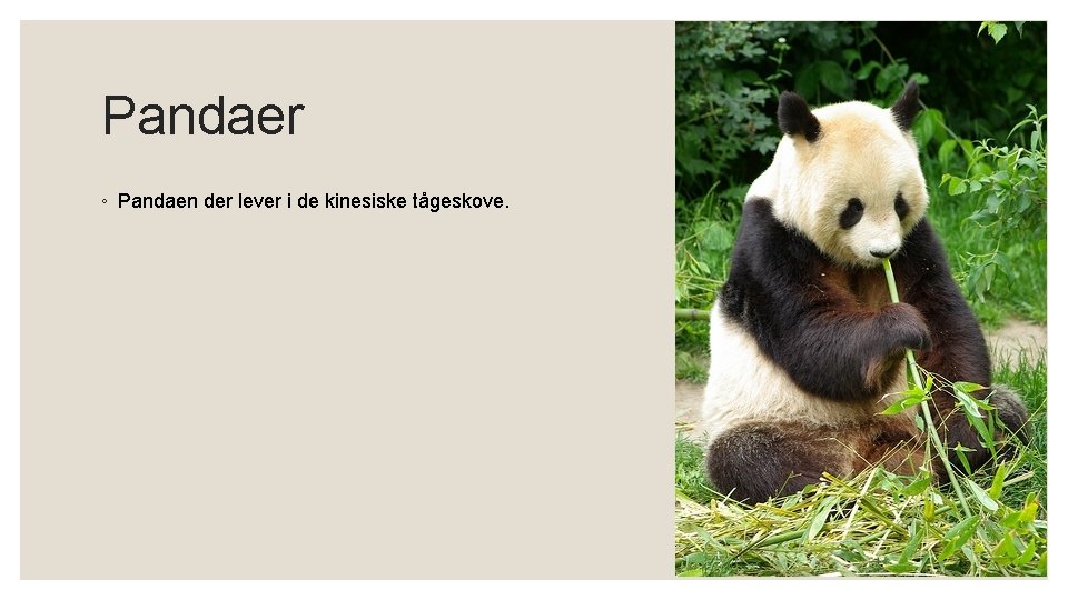 Pandaer ◦ Pandaen der lever i de kinesiske tågeskove. 