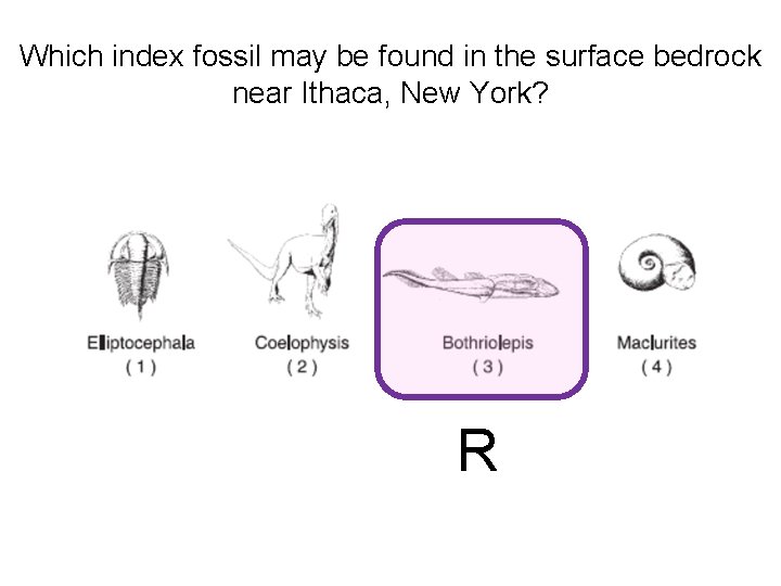 Which index fossil may be found in the surface bedrock near Ithaca, New York?