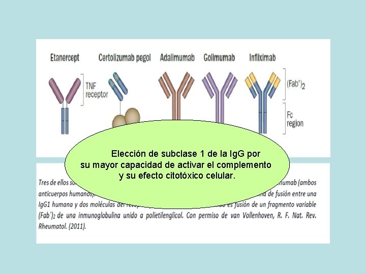 Elección de subclase 1 de la Ig. G por su mayor capacidad de activar