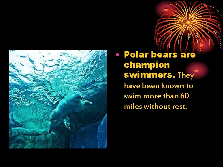  • Polar bears are champion swimmers. They have been known to swim more