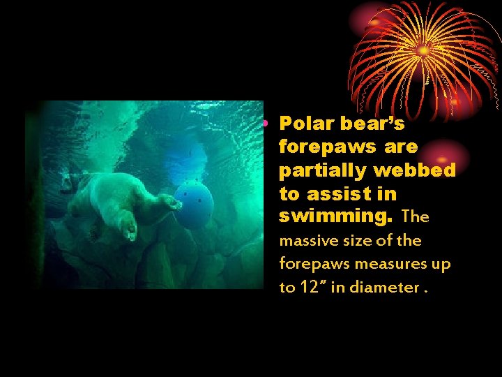  • Polar bear’s forepaws are partially webbed to assist in swimming. The massive