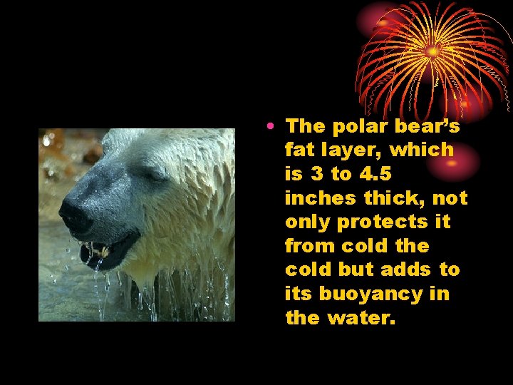  • The polar bear’s fat layer, which is 3 to 4. 5 inches