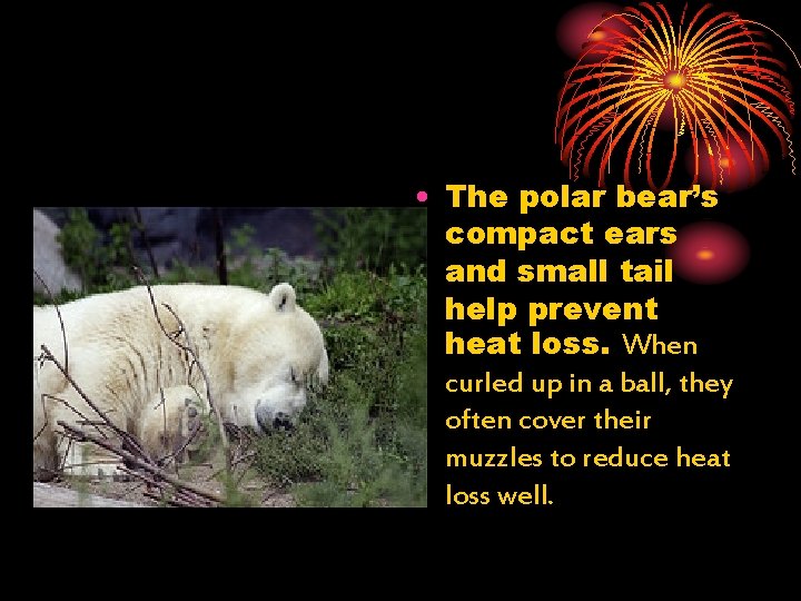  • The polar bear’s compact ears and small tail help prevent heat loss.