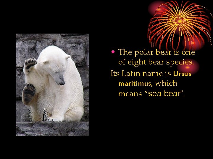 • The polar bear is one of eight bear species. Its Latin name