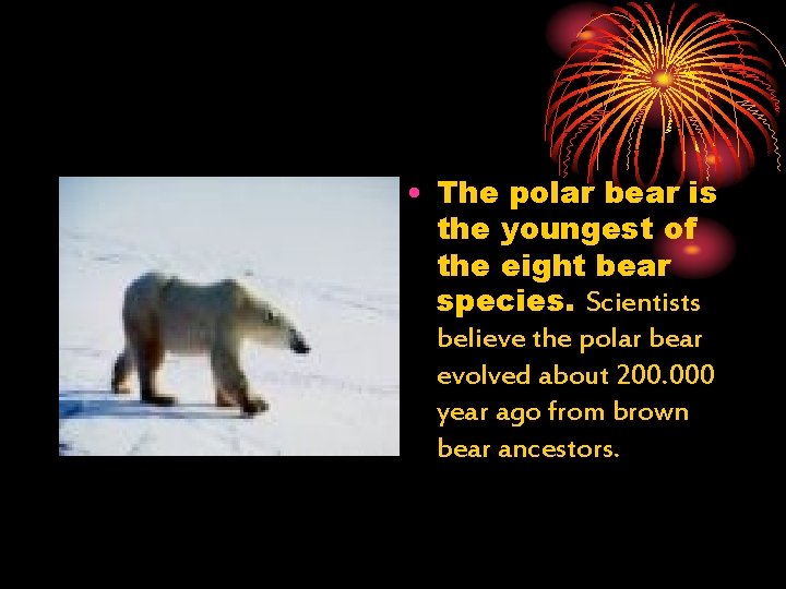  • The polar bear is the youngest of the eight bear species. Scientists