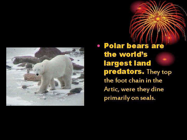  • Polar bears are the world’s largest land predators. They top the foot