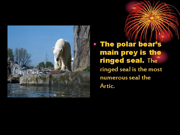  • The polar bear’s main prey is the ringed seal. The ringed seal