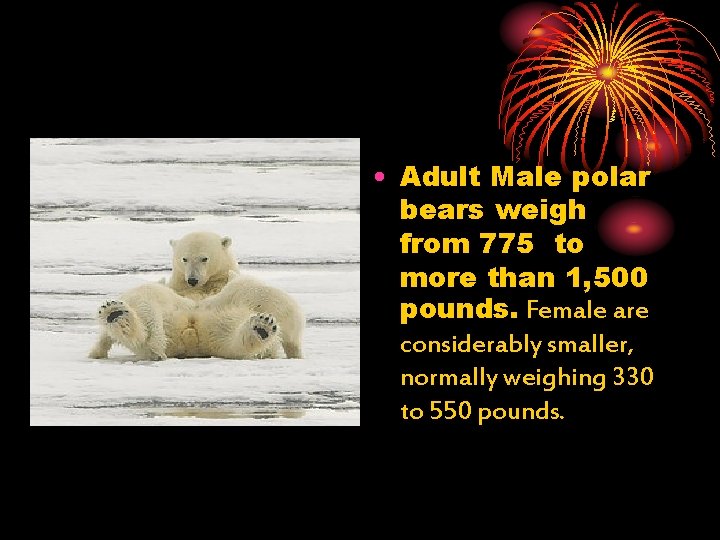  • Adult Male polar bears weigh from 775 to more than 1, 500