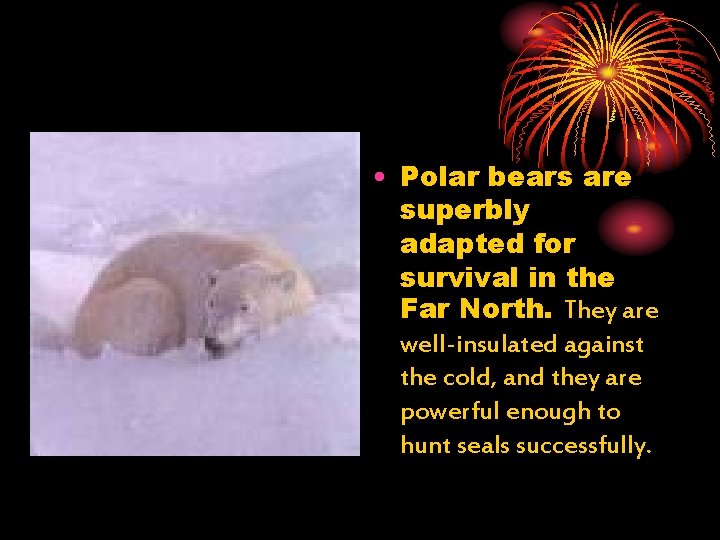  • Polar bears are superbly adapted for survival in the Far North. They