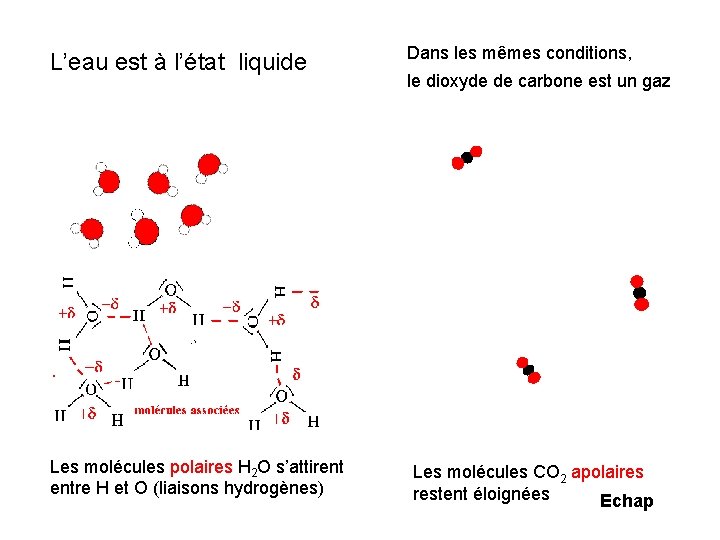 L’eau est à l’état liquide Les molécules polaires H 2 O s’attirent entre H