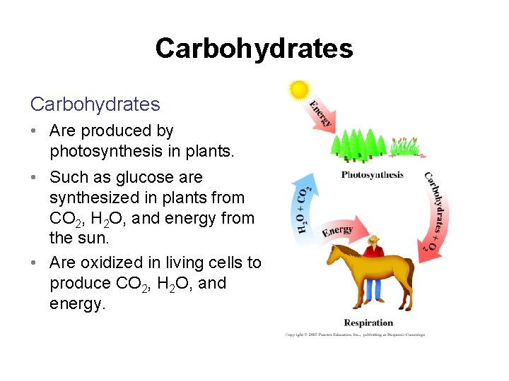 Carbohydrates • Are produced by photosynthesis in plants. • Such as glucose are synthesized