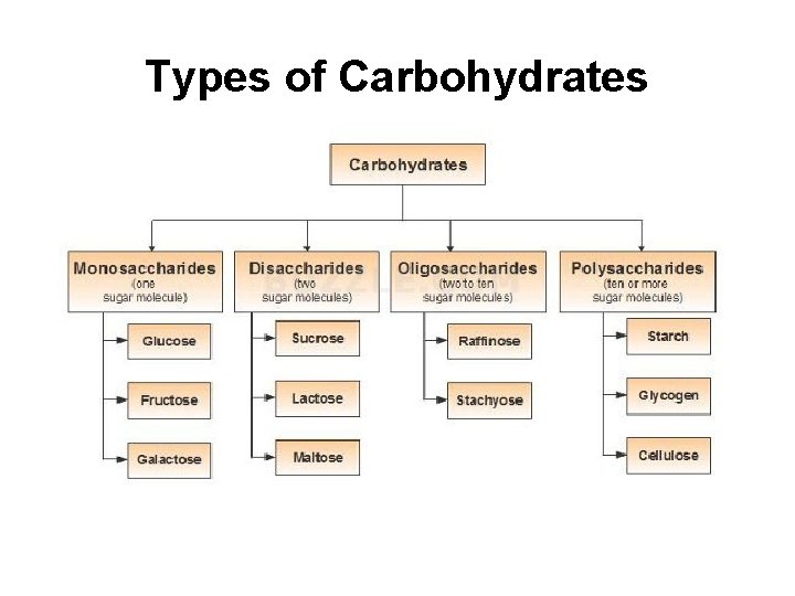 Types of Carbohydrates 