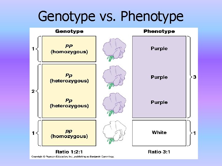 Genotype vs. Phenotype 