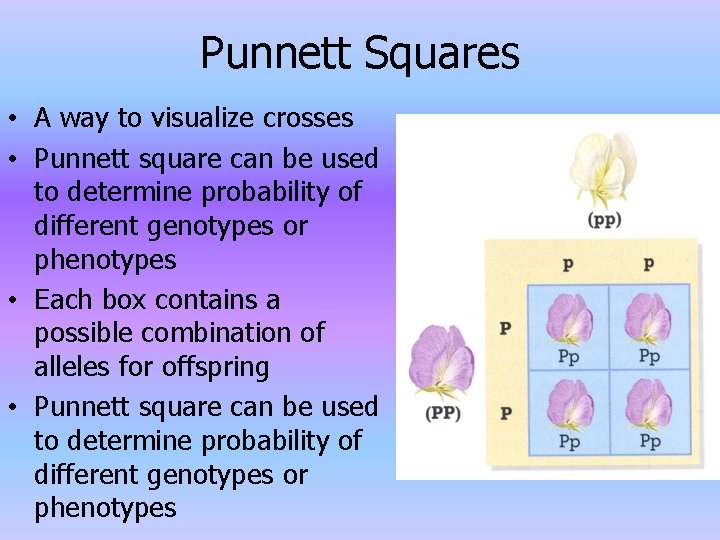 Punnett Squares • A way to visualize crosses • Punnett square can be used