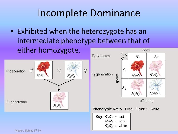 Incomplete Dominance • Exhibited when the heterozygote has an intermediate phenotype between that of