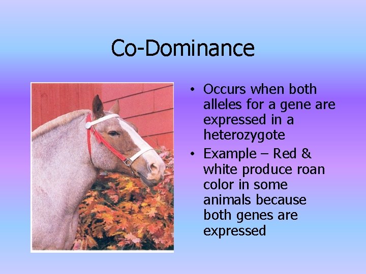 Co-Dominance • Occurs when both alleles for a gene are expressed in a heterozygote