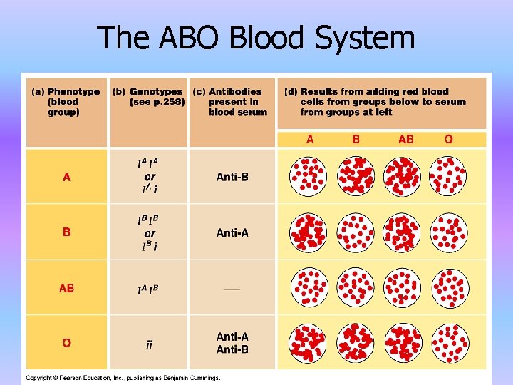 The ABO Blood System 