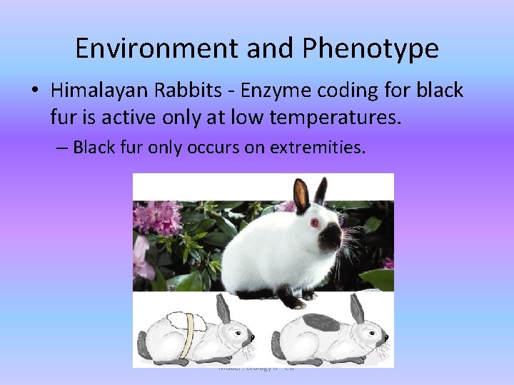 Environment and Phenotype • Himalayan Rabbits - Enzyme coding for black fur is active