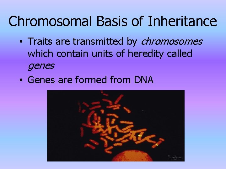 Chromosomal Basis of Inheritance • Traits are transmitted by chromosomes which contain units of