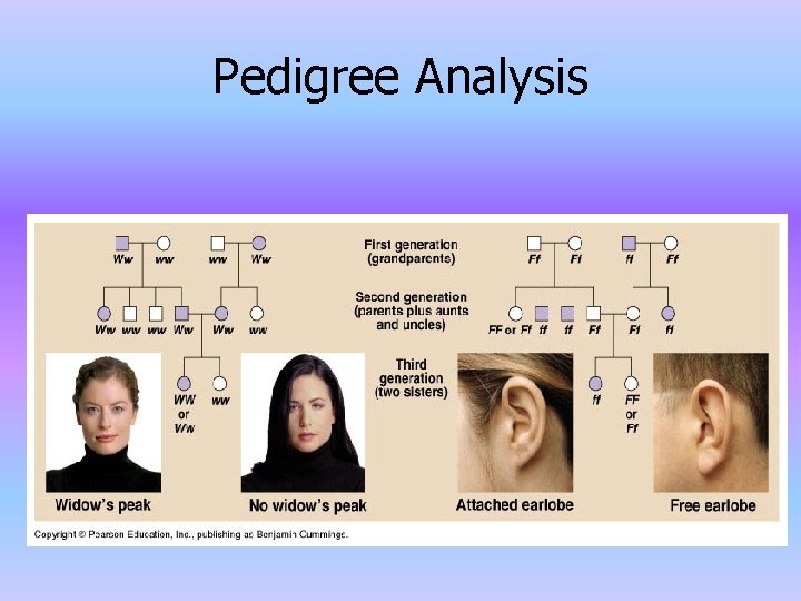 Pedigree Analysis 