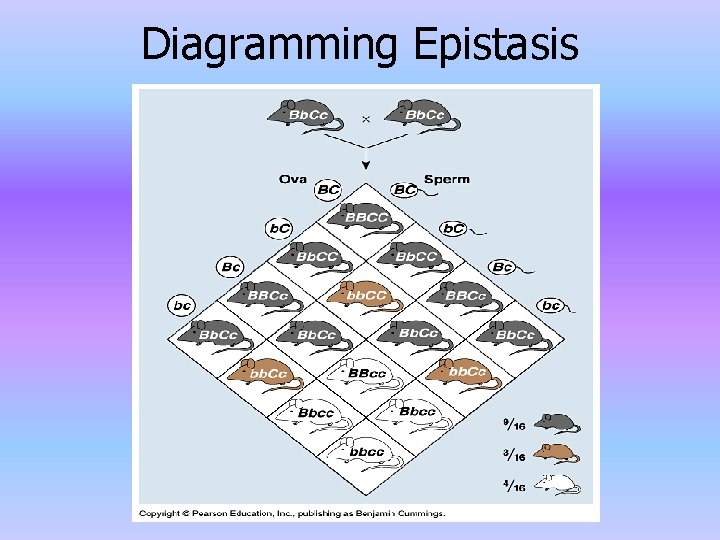 Diagramming Epistasis 