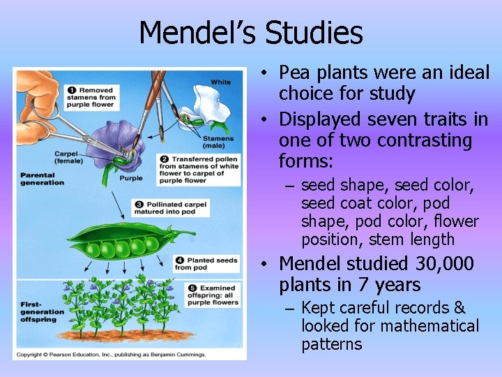 Mendel’s Studies • Pea plants were an ideal choice for study • Displayed seven